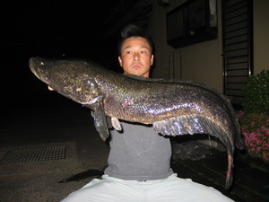 香川県で雷魚釣してます。