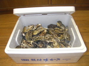 瀬戸内海のカキ！！
