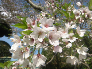 花見(>_<)　　　桜の種類(＠_＠;)！！！