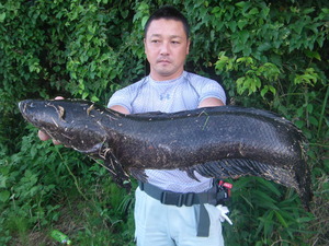 多湿の中　雷魚釣り(＠_＠;)