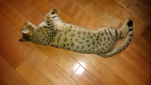 看板猫？