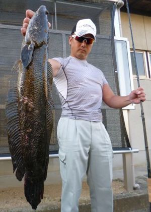 久しぶりに　　雷魚釣りへ！　　(*_*;