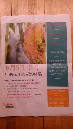 甘々娘♡もぎ取り体験(^^♪　大平やさい㈱さんへ